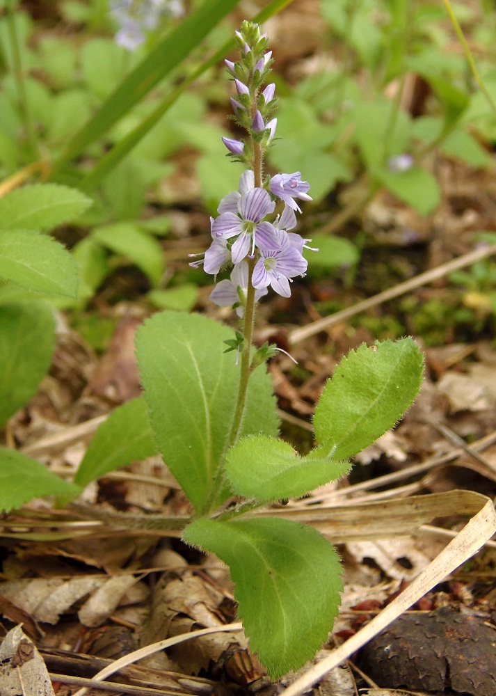 Изображение особи Veronica officinalis.