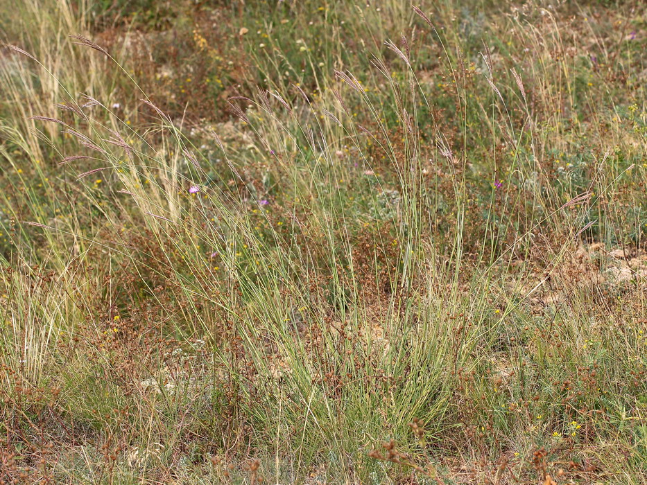 Изображение особи Bothriochloa ischaemum.