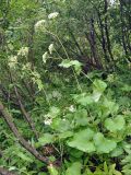 Valeriana alliariifolia