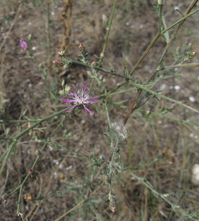 Изображение особи Centaurea caprina.