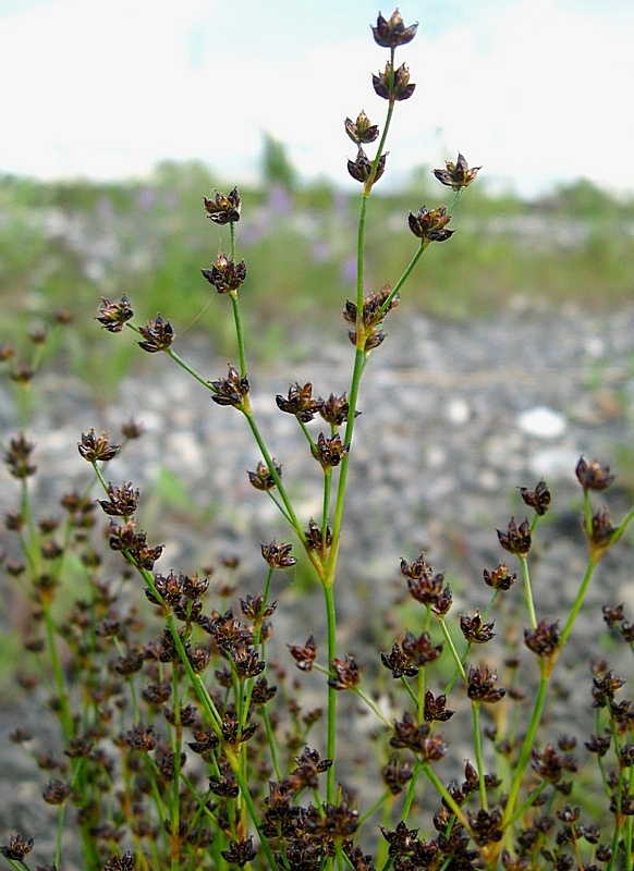 Изображение особи Juncus alpino-articulatus.