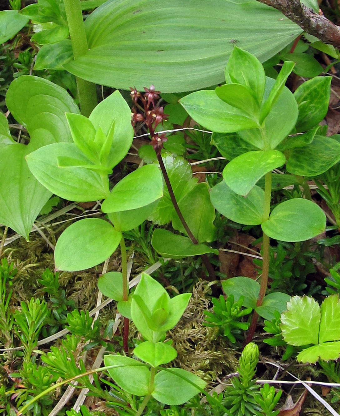 Изображение особи Listera cordata.