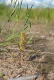 Rumex maritimus. Плодоносящее растение на берегу озерка между береговыми валами. Ленинградская обл., побережье в р-не пос. Большая Ижора. 30.08.2015.