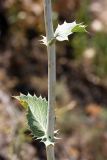 Eryngium macrocalyx. Часть стебля с листьями. Южный Казахстан, горы Алатау (Даубаба), Западное ущелье. 14.07.2014.