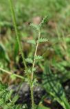 Poterium sanguisorba. Часть побега. Абхазия, Гагрский р-н, окр. с. Бзыпта, рудеральный луг. 13.06.2012.