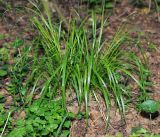 Calamagrostis arundinacea. Молодое растение. Московская обл., Раменский р-н, окр. ж.-д. платформы Хрипань, смешанный лес просека. 18.05.2016.