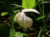 Cypripedium macranthos. Цветок (гипохромная форма). Приморье, окр. г. Находка. 06.06.2015.