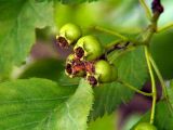 Crataegus sanguinea