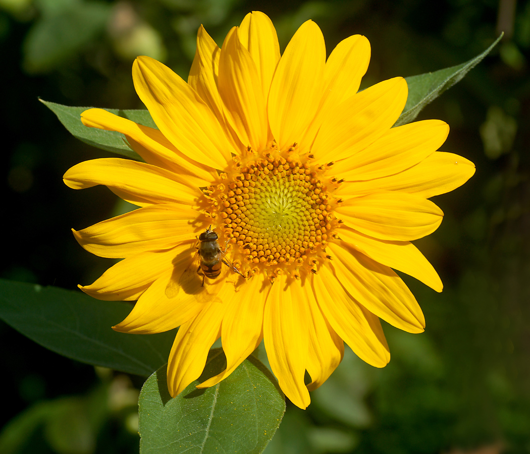 Изображение особи Helianthus annuus.