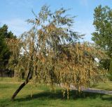 Elaeagnus angustifolia