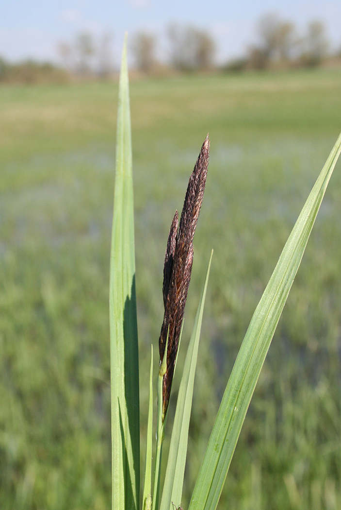 Изображение особи Carex riparia.