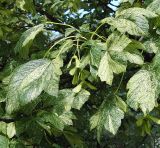 Acer pseudoplatanus. Часть ветви с плодами. Польша, Варшава. 27.06.2009.