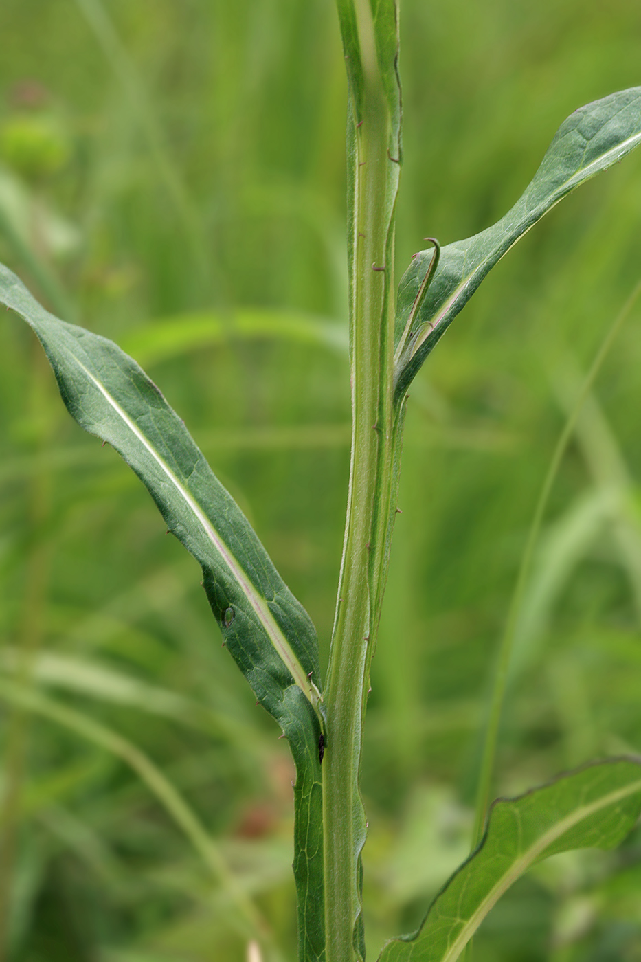 Изображение особи Saussurea amurensis.