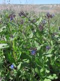 Anchusa pusilla