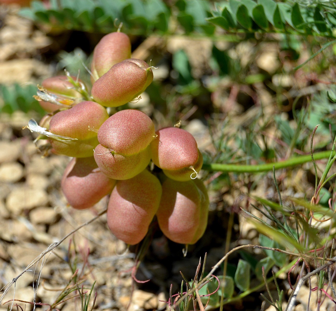 Изображение особи Astragalus physodes.