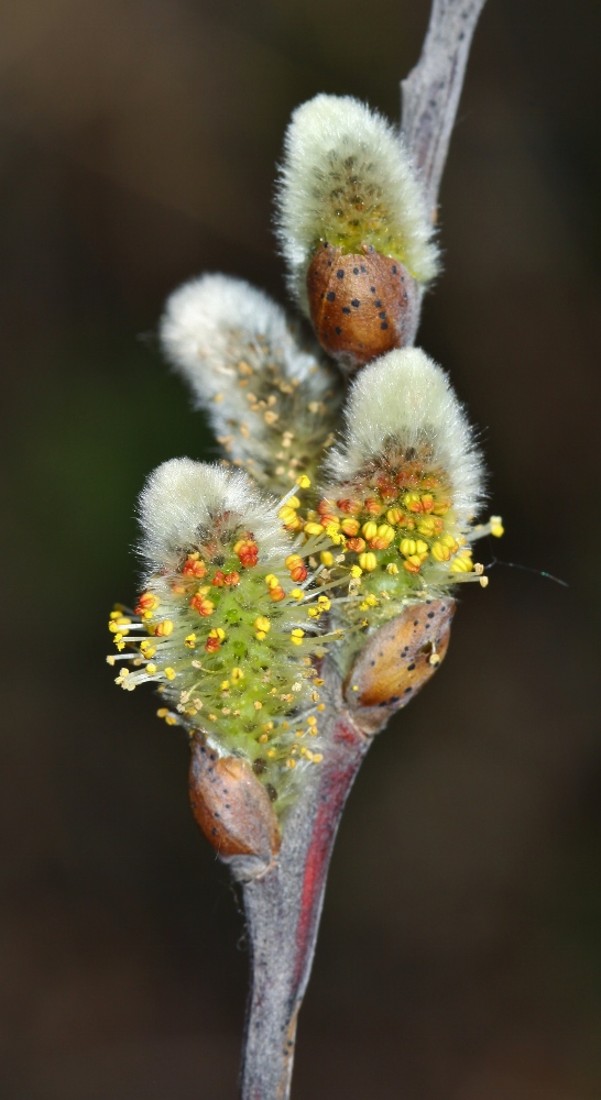 Image of Salix brachypoda specimen.