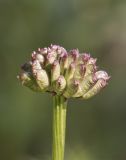 Trollius asiaticus