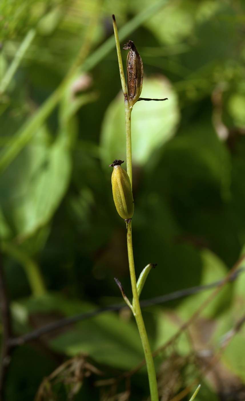 Изображение особи Ophrys insectifera.