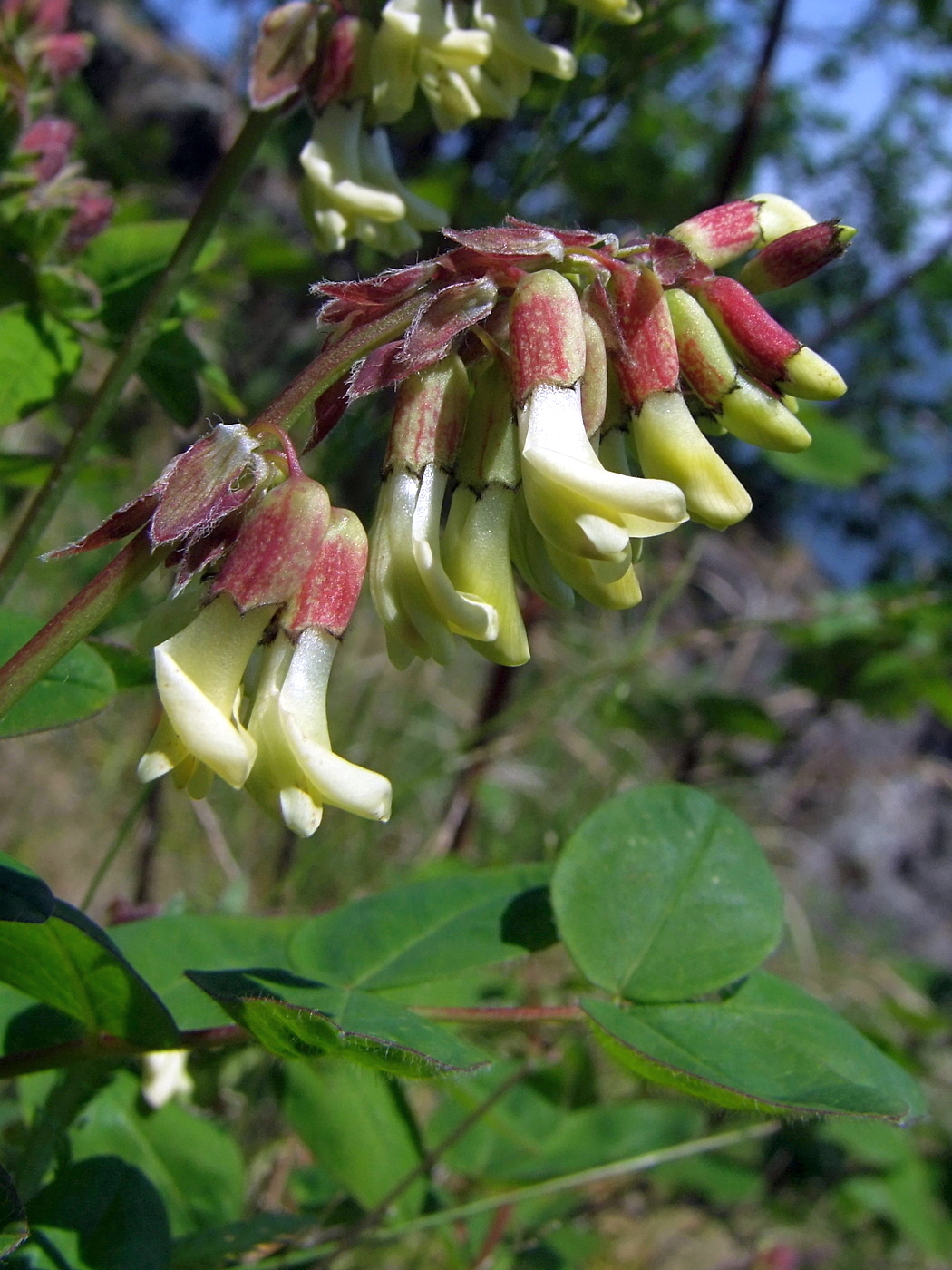 Изображение особи Astragalus frigidus.