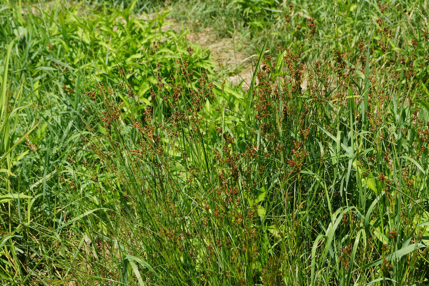 Изображение особи Juncus compressus.