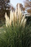 Cortaderia selloana. Плодоносящие растения. Краснодарский край, г. Сочи, Лазаревский р-н, пос. Дагомыс, в культуре. 18.11.2017.