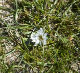 Taraxacum leucanthum. Цветущее растение. Монголия, аймак Баян-Улгий, сомон Цэнгэл, хребет Монгольский Алтай, берег реки Харгантын-Гол. 28.07.2008.