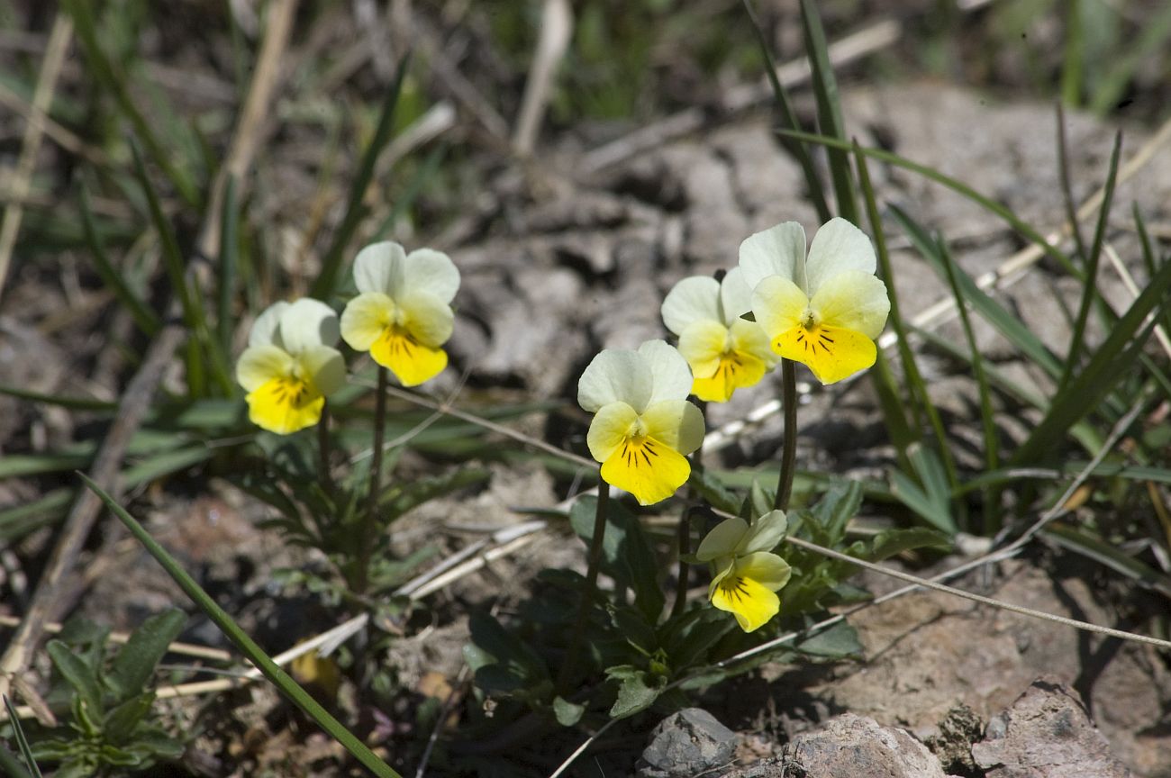 Изображение особи Viola tricolor ssp. alpestris.