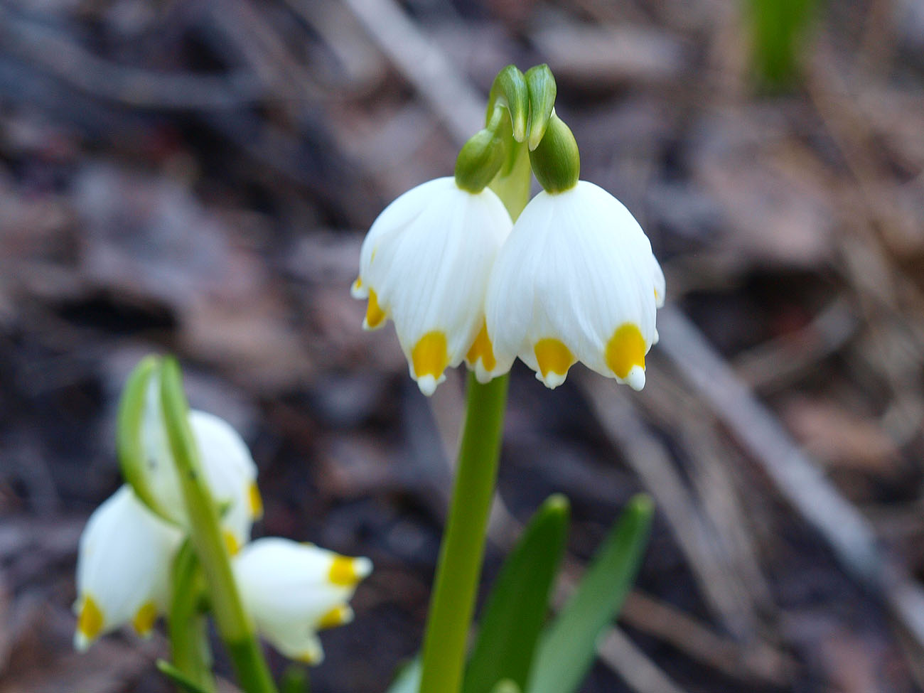 Изображение особи Leucojum vernum.