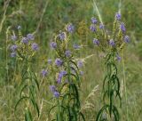 Veronica longifolia