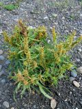 Rumex maritimus