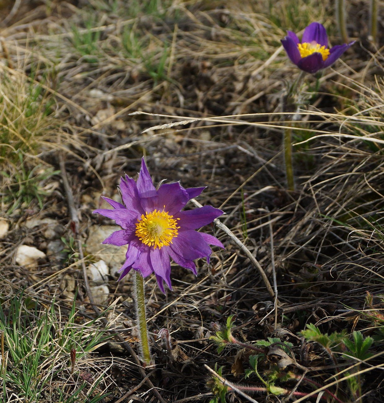 Изображение особи Pulsatilla multifida.