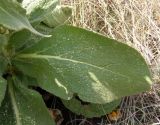 род Verbascum