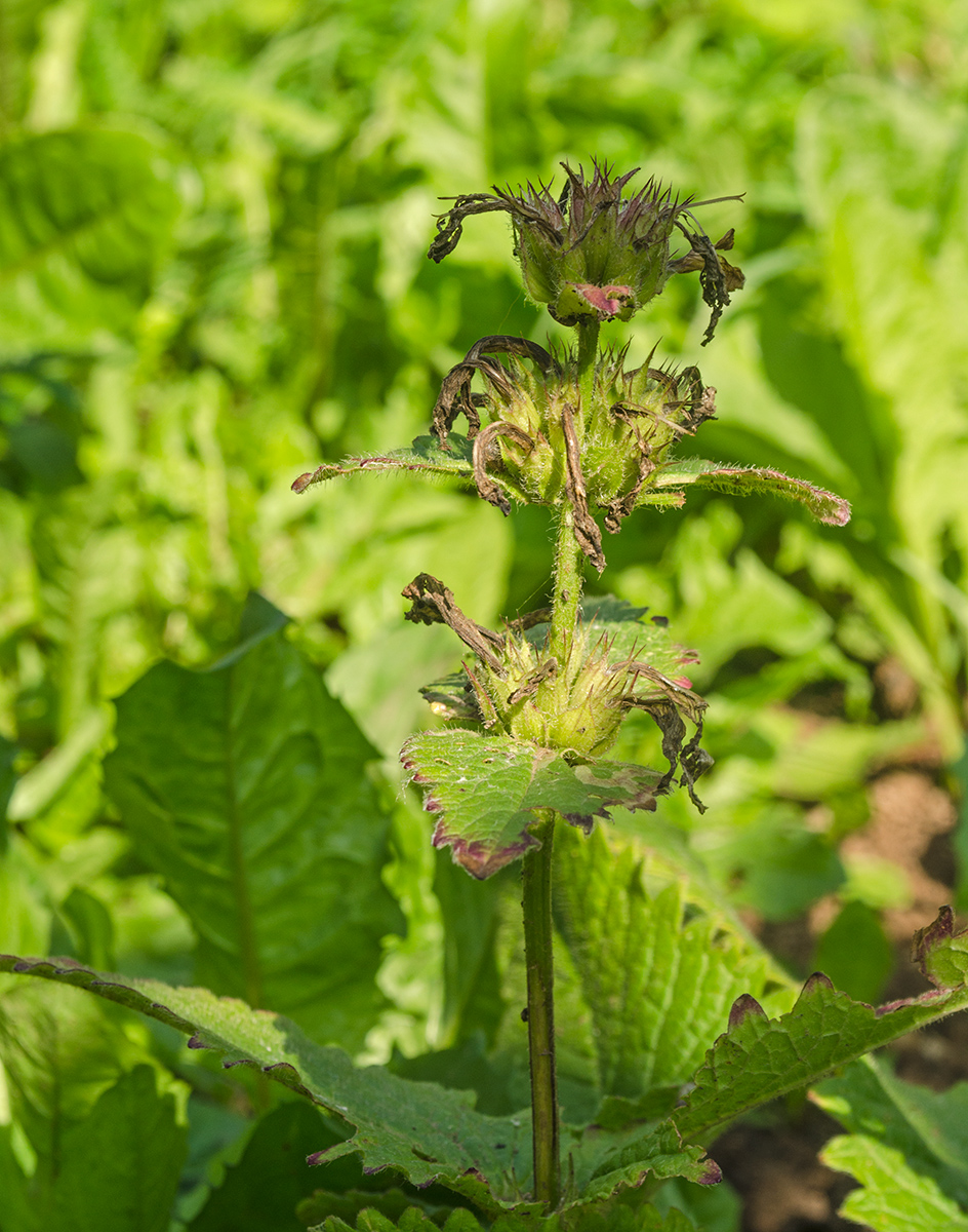 Изображение особи Betonica macrantha.