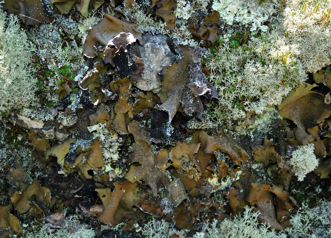 Изображение особи Umbilicaria polyphylla.