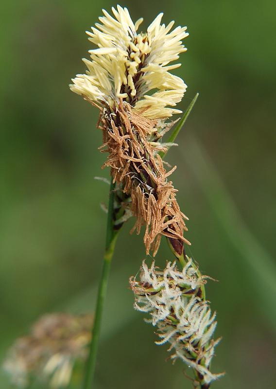 Изображение особи род Carex.