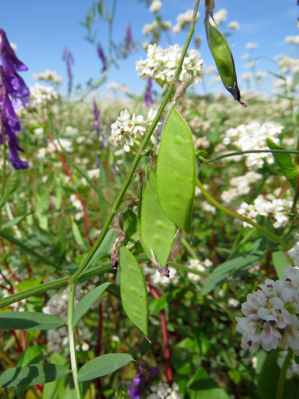 Изображение особи Vicia villosa.