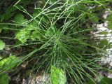 Equisetum pratense