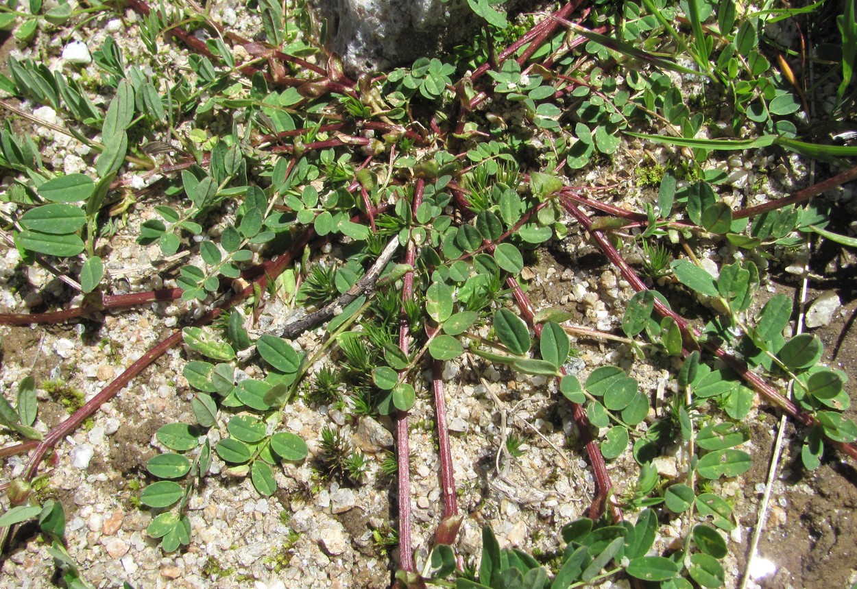 Изображение особи Astragalus brachytropis.