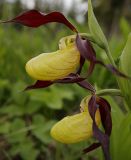 Cypripedium calceolus. Цветки. Ленинградская обл. Гатчинский р-н, окр. пос. Пудость, на краю редкого ельника. 25.06.2019.