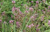 Pedicularis resupinata. Верхушки цветущих растений. На первом плане видны листья Iris setosa. Камчатский край, Петропавловск-Камчатский, оз. Медвежье, кустарниковые заросли. 29.07.2019.