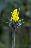 Helianthus tuberosus