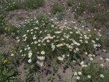 Anthemis haussknechtii