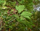 Syngonium podophyllum. Листья (вид с абаксиальной стороны). Израиль, Шарон, г. Тель-Авив, ботанический сад тропических растений. 05.09.2017.