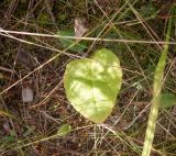 Silphium perfoliatum