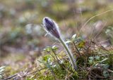 Pulsatilla patens. Расцветащее растение. Ленинградская обл., Лужский р-н, окр. оз. Лебевое, зеленомошный сосновый бор. 01.05.2021.