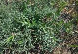 Eryngium campestre