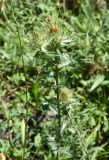 Carlina vulgaris