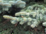 Picea pungens f. glauca