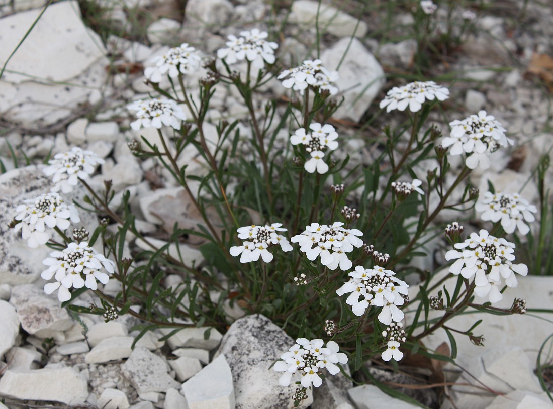 Изображение особи Iberis simplex.