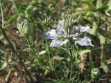 Nigella arvensis